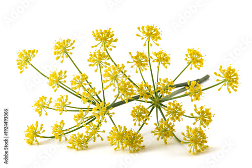 Wild fennel flowers