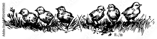 Vintage hand drawn sketch of a row of small fluffy baby chicks walking