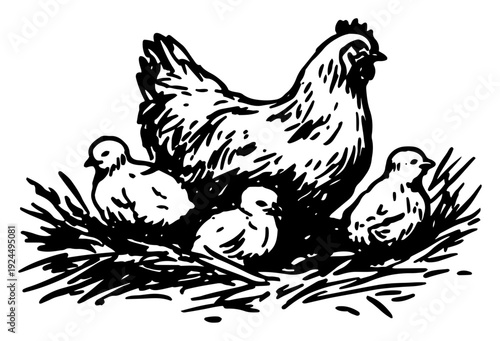 Hand drawn sketch of a mother hen in a nest with her baby chicks