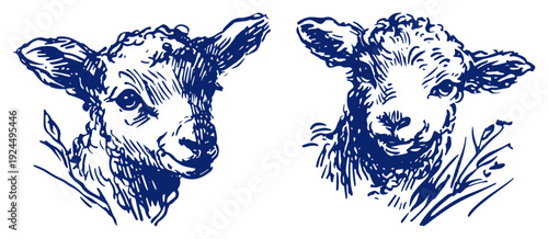 Hand drawn illustration of two adorable baby lamb heads for easter celebration