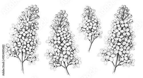 Elegant black and white botanical illustration of delicate lilac flower clusters on a white background