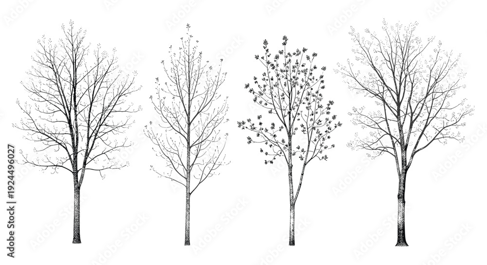 Fototapeta premium Collection of four distinct bare deciduous trees rendered in a detailed black and white line art style