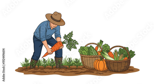 Farmer harvesting fresh carrots from the field with baskets full of vegetables