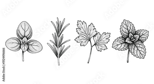 Collection of hand-drawn culinary herbs including basil, rosemary, parsley, and mint