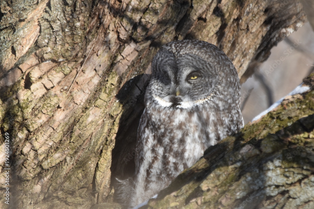 custom made wallpaper toronto digitalParc Maritime Nicolet 22 Février 2026 