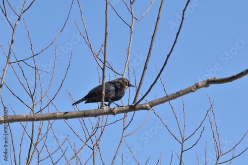 Wallpaper Mural Parc Maritime Nicolet 22 Février 2026  Torontodigital.ca