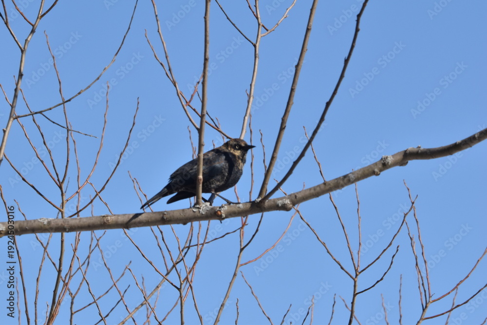 custom made wallpaper toronto digitalParc Maritime Nicolet 22 Février 2026 