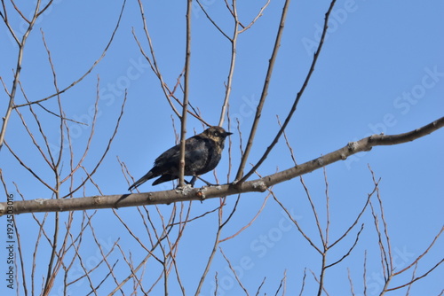 Wallpaper Mural Parc Maritime Nicolet 22 Février 2026  Torontodigital.ca