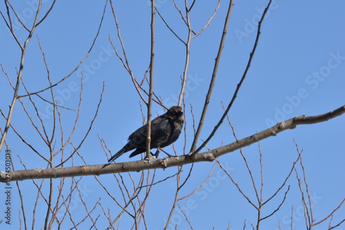 Wallpaper Mural Parc Maritime Nicolet 22 Février 2026  Torontodigital.ca