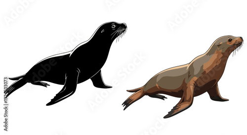 Seal Silhouette and Realistic Illustration on White Background