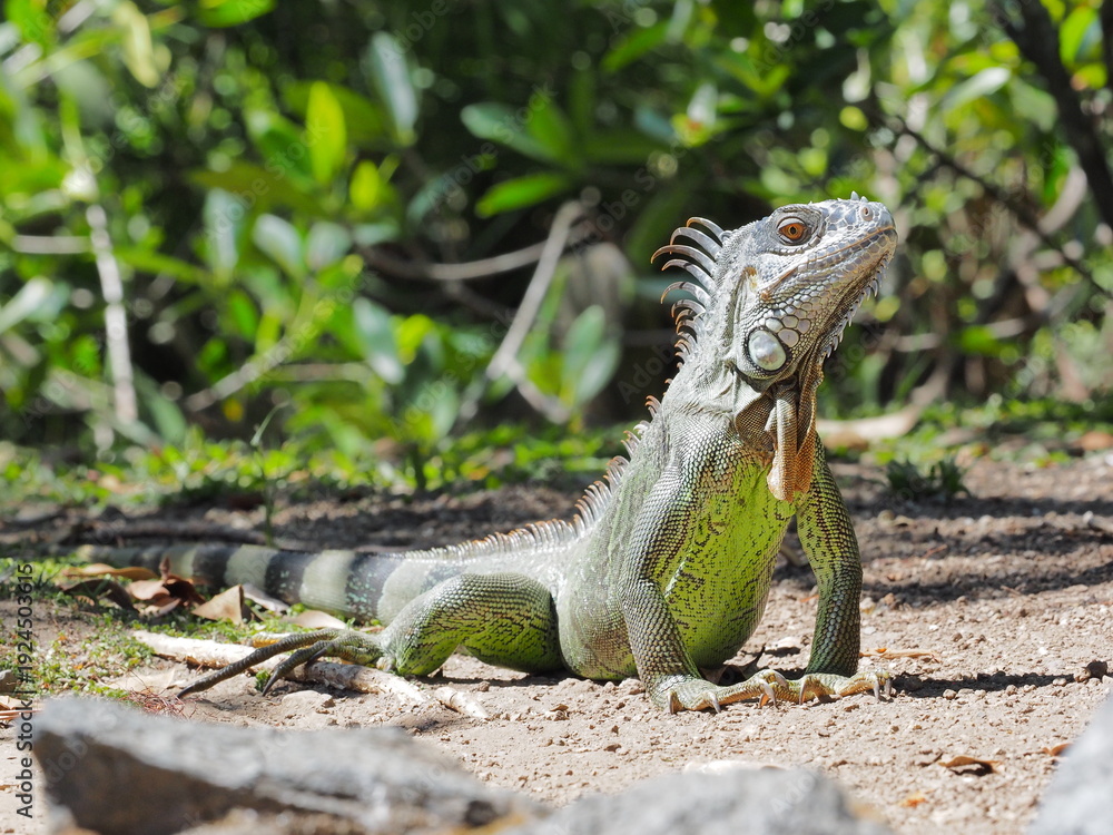 Fototapeta premium のびのびと過ごすグリーンイグアナ エルサルバドルにて