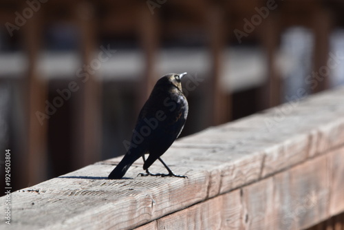 Wallpaper Mural Parc Maritime Nicolet 22 Février 2026  Torontodigital.ca