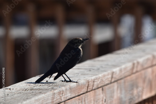 Parc Maritime Nicolet 22 Février 2026 