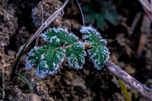 Frost at dawn on a leaf