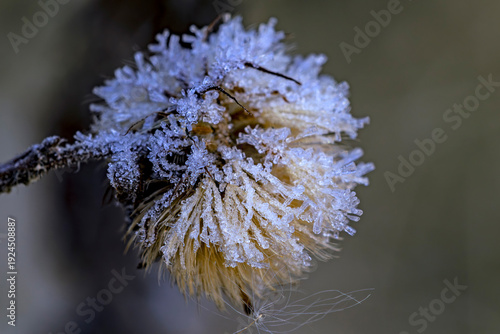 ice crystals on a seed head in winter