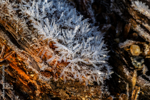 Morning frost on a log