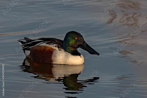 Northern Shoveler in Boise Idaho