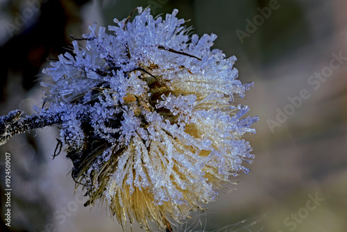 morning sunlight reaches ice crystals on a seed head in an Idaho winter