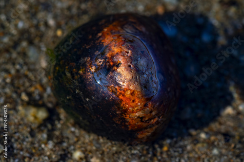 pebble in the Boise River Idaho