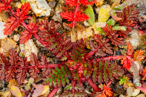 red Filaree leaves