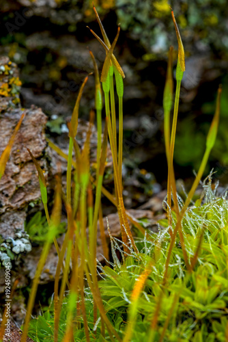 Slender sporophytes of moss plants macro image