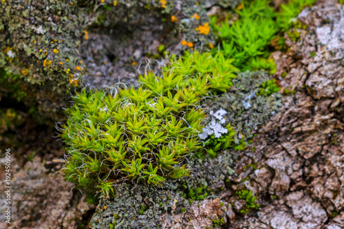 Twisted Moss colony growing on a log