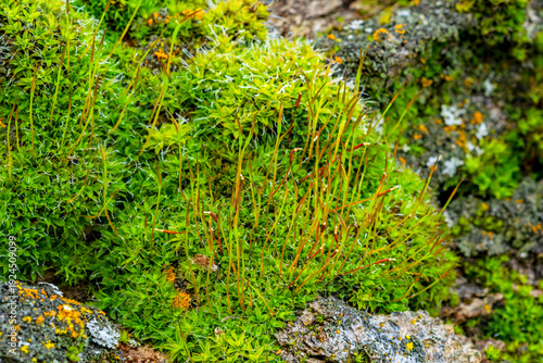 Twisted Moss colony in Idaho