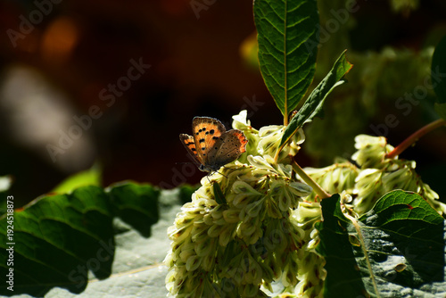 イタドリにベニシジミ