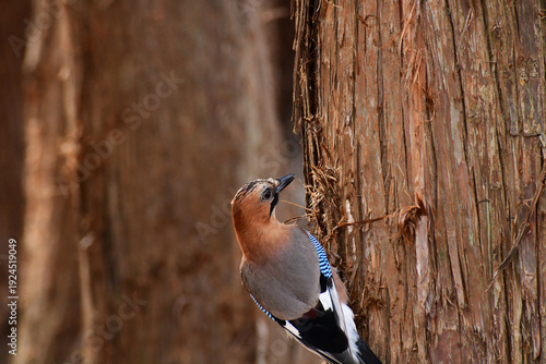 杉の木に止まるミヤマカケス