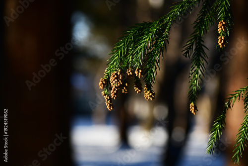 冬の杉の雄花