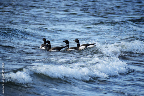 荒れた沖へ向かうコクガン
