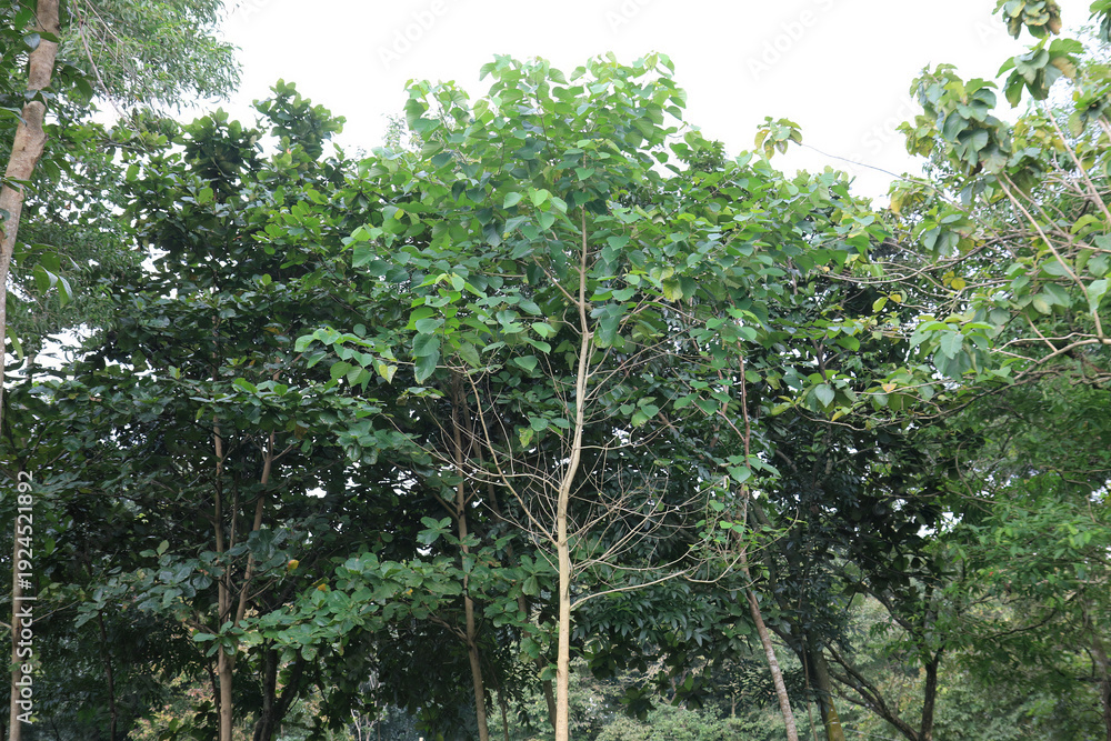 Fototapeta premium Juvenile Arboreal Growth With Dense Leaves. Emerging Woodland Crown Fresh Development. Compact Green Canopy Early Stage Tree. Vibrant Sapling Cluster Natural Habitat