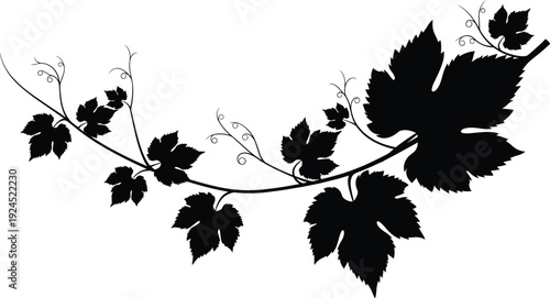 Elegant black grape leaf vine silhouette vector illustration with curly tendrils isolated on a white background for winery and vineyard design
