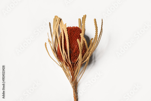 Beautiful dried Banksia flo...