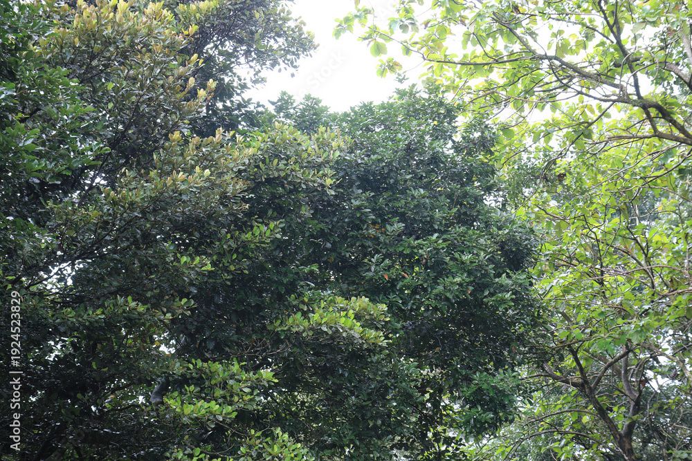 Fototapeta premium Merging Treetops Forming Elevated Canopy. Interwoven Crowns Against Soft Illumination. Overlapping Branch Network Scenic Upper. Compact Green Ceiling Natural Frame