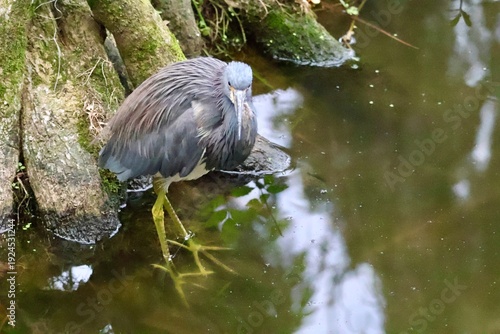 Tricolored Heron standing in the water next to the tree