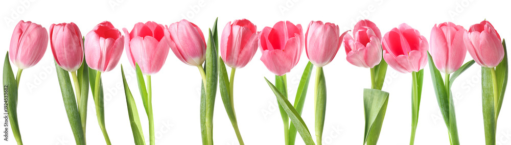 Obraz premium Pink tulips. Set of spring flowers isolated on white