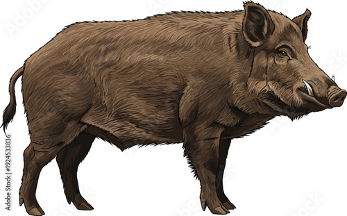 Detailed illustration of wild boar in profile view with coarse fur, muscular build, and tusks, symbolizing strength, wildlife anatomy, and ecological educational design