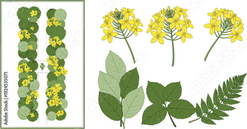 Detailed botanical illustration featuring symmetrical garden layout, yellow flower clusters, and diverse green leaves, perfect for plant identification, garden design, and educational nature studies