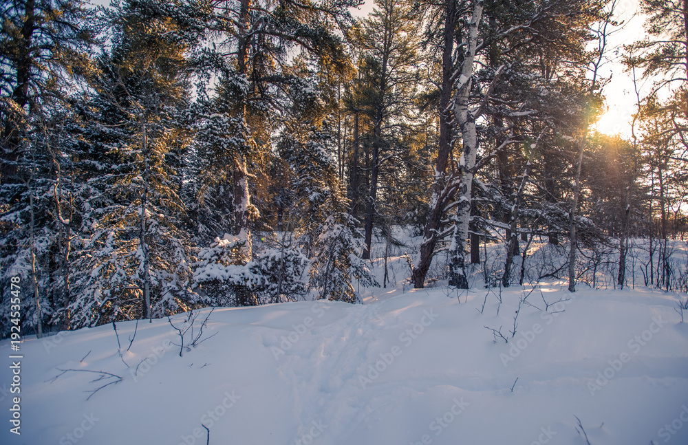Fototapeta premium Winter day in the woods