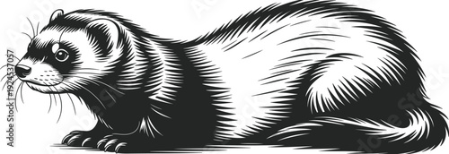Detailed black and white vector illustration of ferret in crouched position with expressive eyes, whiskers, textured fur, realistic line art, minimal design, high resolution artwork.