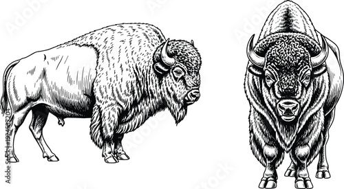 Detailed black and white illustration of American bison showcasing side profile and frontal view, emphasizing muscular build, shaggy fur, horns, and 