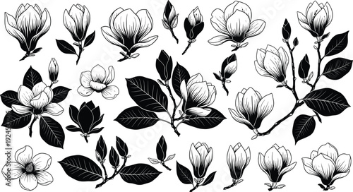 Detailed black and white magnolia flower and leaf botanical illustration, hand‑drawn floral sketch artwork showing buds, blossoms, and foliage for design, nature, and decorative themes