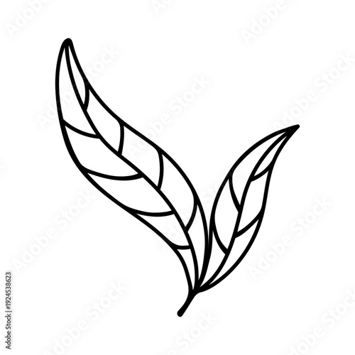 Eucalyptus tree leaves vector icon. A honey plant, source of natural oils. Hand drawn clipart, black and white drawing. Eucalyptus melliodora botanical sketch. Medicinal herb silhouette, vintage twig