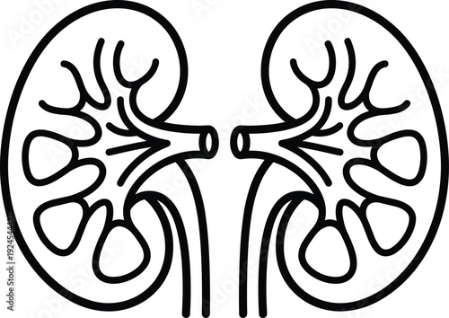 Human kidney anatomy line art illustration showing symmetrical renal organs, minimalist black and white medical vector icon for healthcare education and biology design