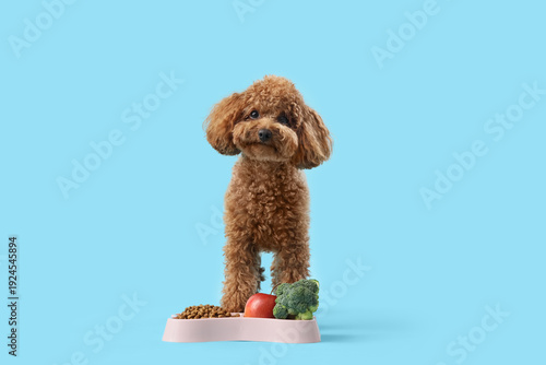 Cute Toy Poodle dog near bo...