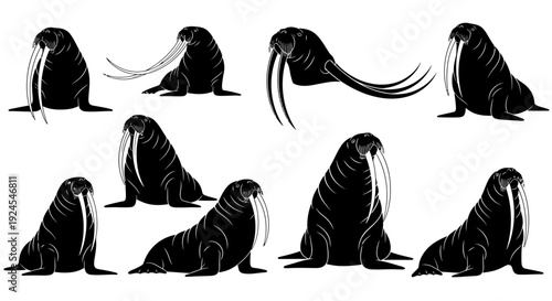 Walrus illustrations in various poses showcasing tusks and body shapes from different viewpoints