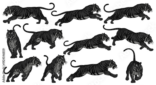 Collection of black tigers in various dynamic poses, stalking and walking, isolated on a plain background, vector illustration