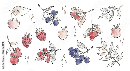 Watercolor illustrations of various berries and apples on branches.