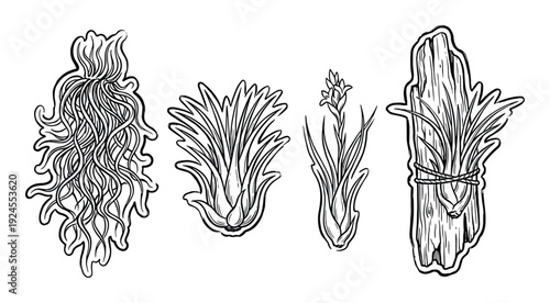 Air plants vector illustration, Tillandsia isolated on white background, hand drawn bromeliad collection
